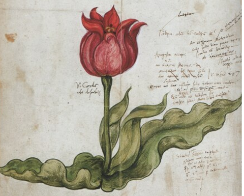  Illustration in a note book of Conrad Gesner showing the tulip he saw in the garden of Johann Heinrich Herwart, Augsburg, 1557